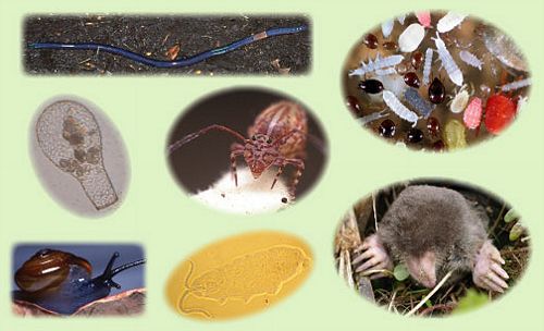 2007soilanimals.jpg