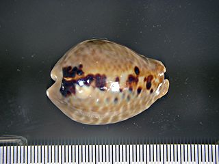 cypraea.jpg