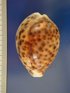 cypraea.jpg