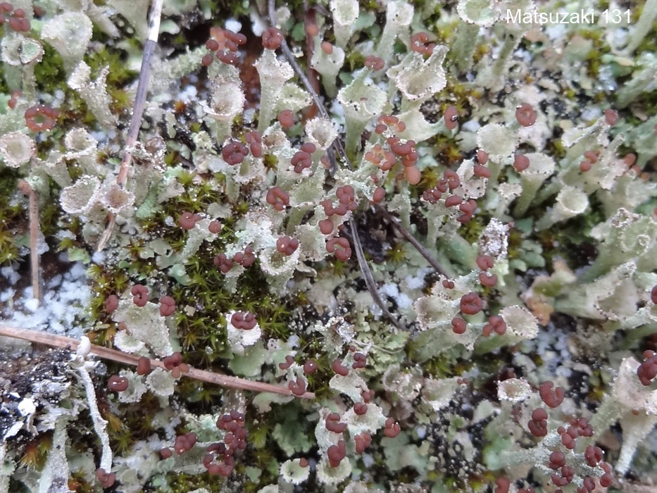日本の地衣類 Cladonia humilis／ヒメジョウゴゴケ