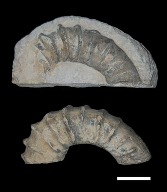 Ammonite1