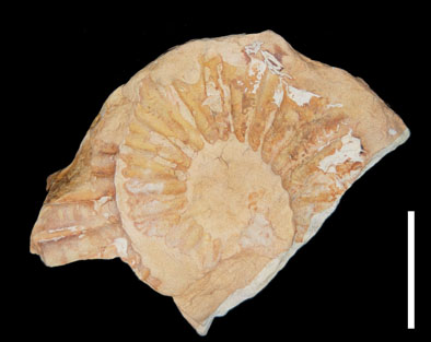 Ammonite10