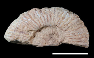 Ammonite11a