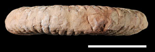Ammonite11c