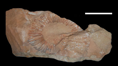 Ammonite2
