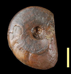 Ammonite3a