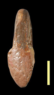 Ammonite3b