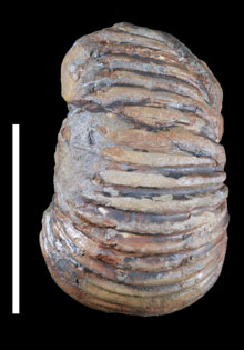 Ammonite4a