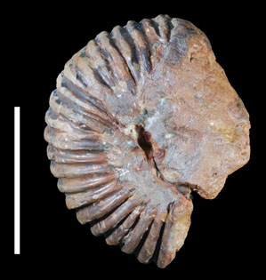 Ammonite4b