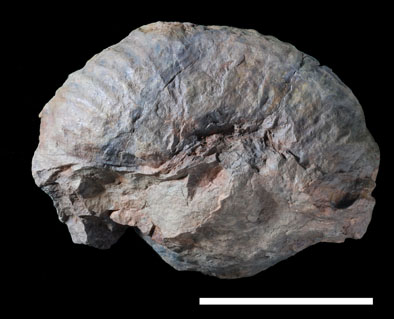 Ammonite5.jpg