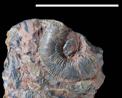 Ammonite6