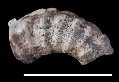 Ammonite7