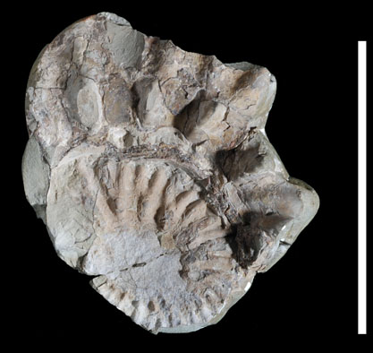 Ammonite8
