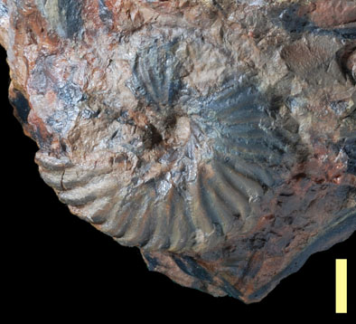 Ammonite9