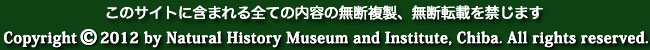 このサイトに含まれる全ての内容の無断複製、無断転載を禁じます。Copyright (C) 2012 by Natural History Museum and Institute, Chiba. All rights reserved. 