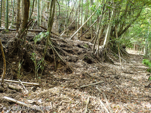 イノシシが竹林の根を掘り起こした跡