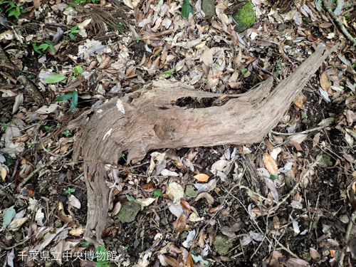 サトウヒメハナノミが集まっていた朽木