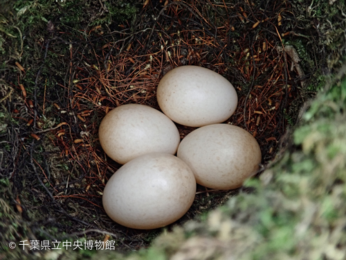 巣の中にあった４つの卵