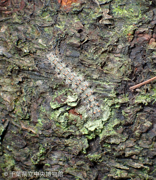樹皮に生えた地衣類にいたコケガの幼虫