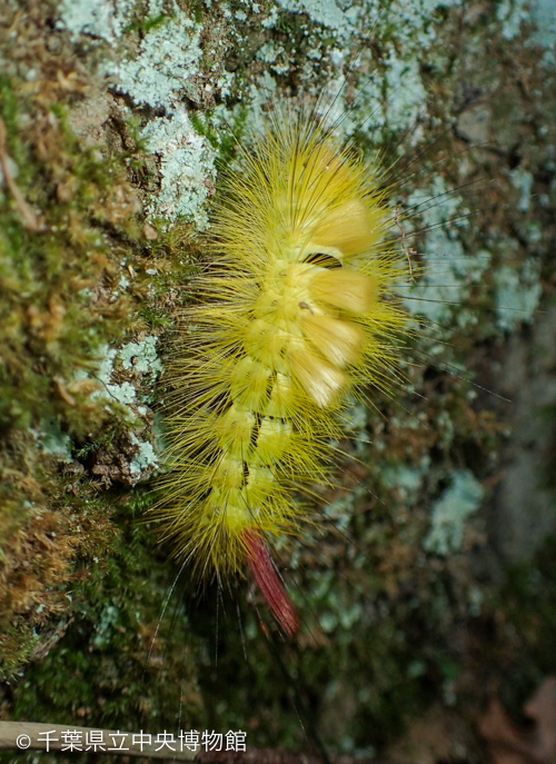 リンゴドクガの幼虫