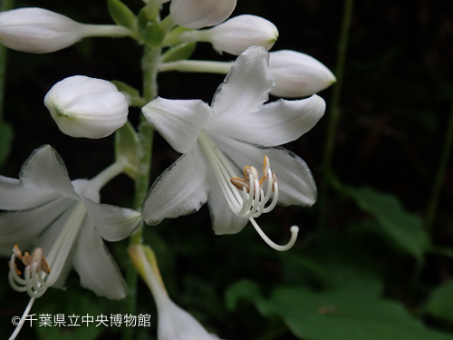 キヨスミギボウシの花の拡大写真