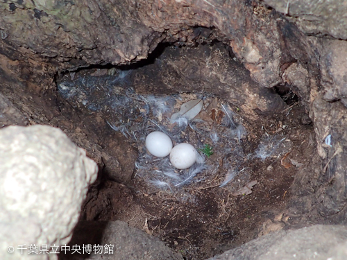 樹洞の中にあったフクロウの卵