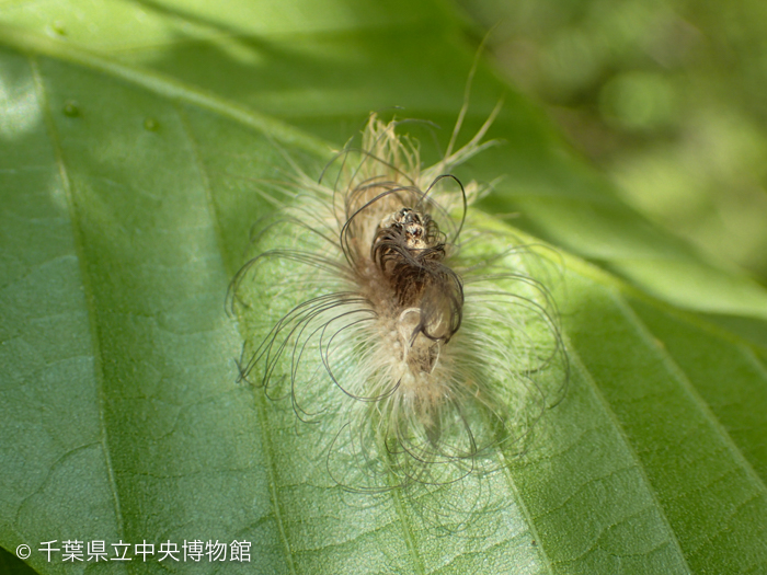 カールした毛に覆われているリンゴコブガの幼虫