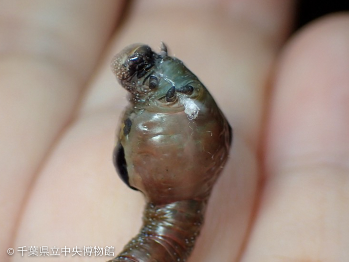 手繰った糸を丸めて胸に抱えているオオゴマダラエダシャクの幼虫