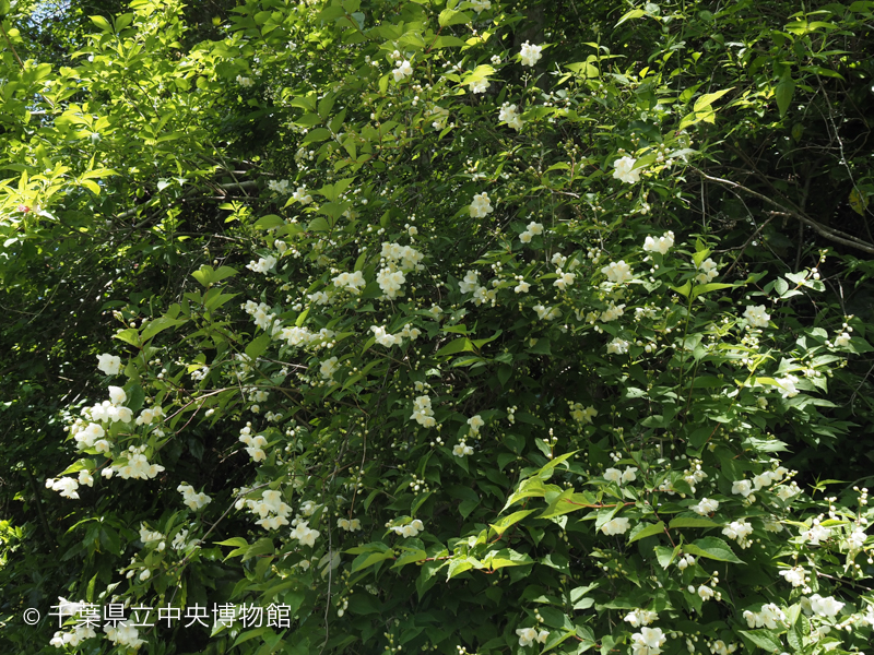白い花をたくさん咲かせた落葉低木