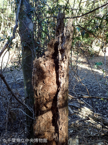 ヒメナガニジゴミムシダマシが越冬していた朽木