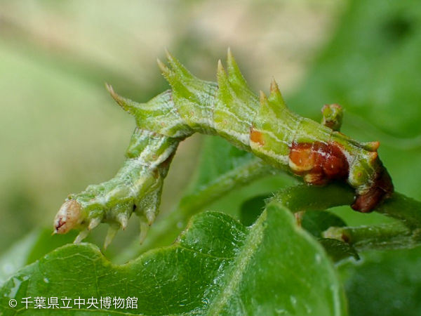コナラの葉上にいたカギシロスジアオシャクの幼虫