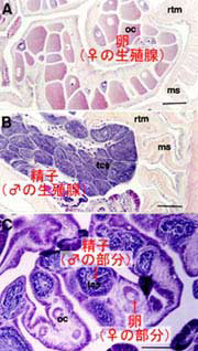 生殖腺の組織切片像