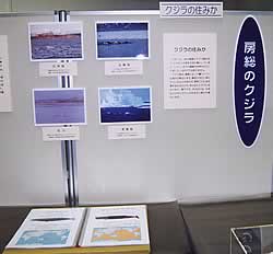 「房総のクジラ」展示コーナー