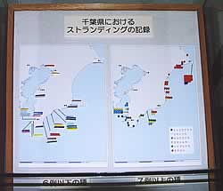 千葉県におけるストランディング