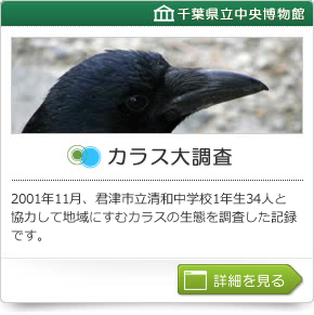 カラス大調査