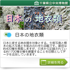 日本の地衣類