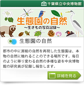 生態園の自然～生きもの写真記録～