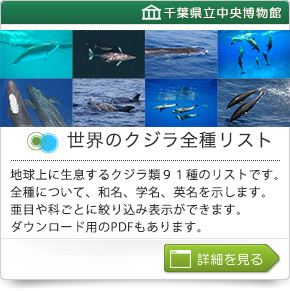 世界のクジラ全種リスト