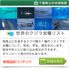 世界のクジラ全種リスト