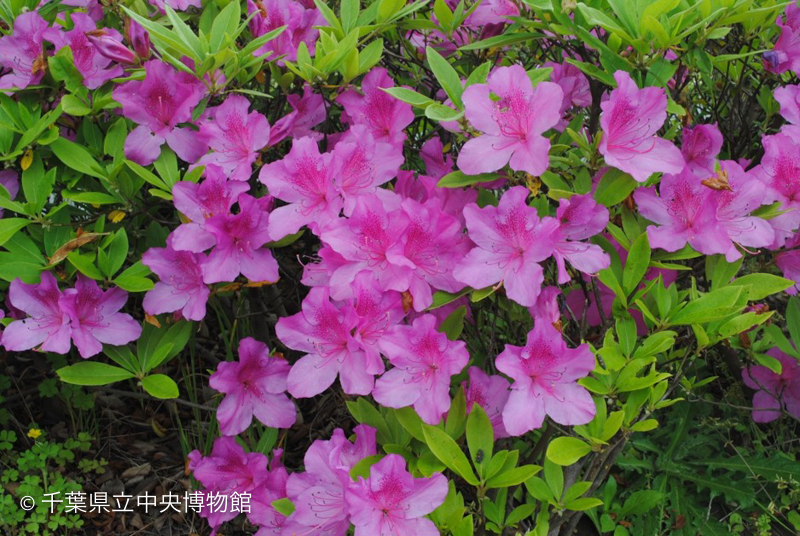 おうちでしぜんかんさつ ツツジの花を観察しよう