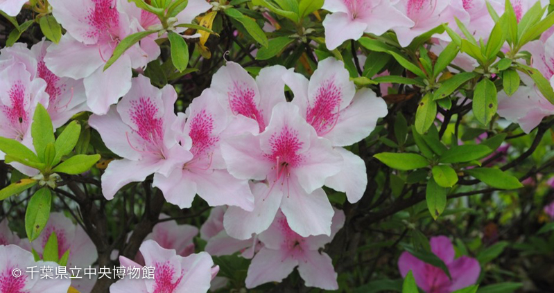 花の中にあるヒョウ柄のようなもよう