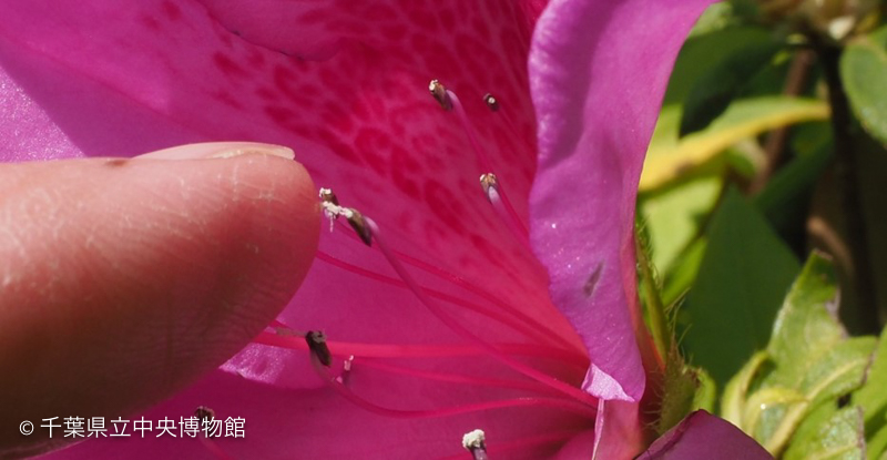 糸をひく花粉