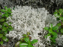 cladonia