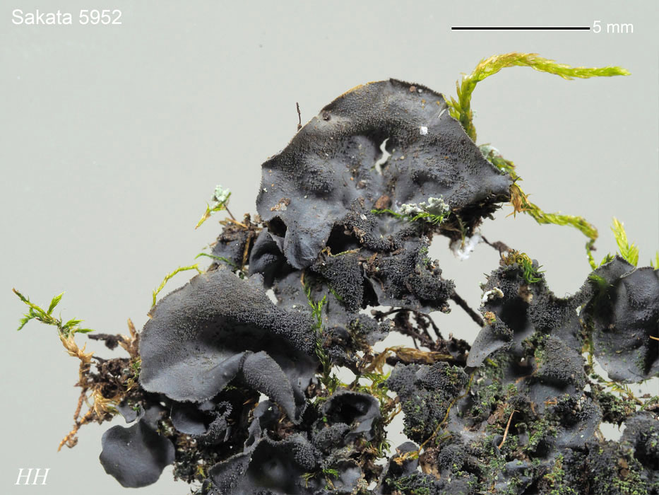 房総の地衣類：アオキノリ属/Leptogium