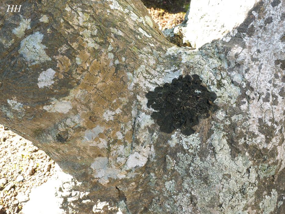 房総の地衣類：イワノリ科/Collemataceae