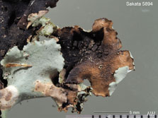Menegazzia