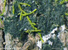 ph