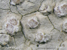 parmotrema