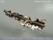 Menegazzia
