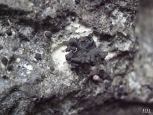 Lichinaceae